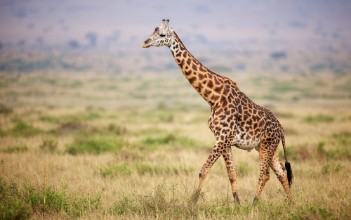 Εικόνα της Giraffe walking in Kenya