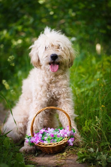 Picture of Poodle metis dog