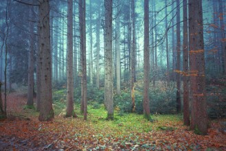 Picture of Beautiful colorful autumnal coniferous forest trees Picture was taken in south east Slovenia