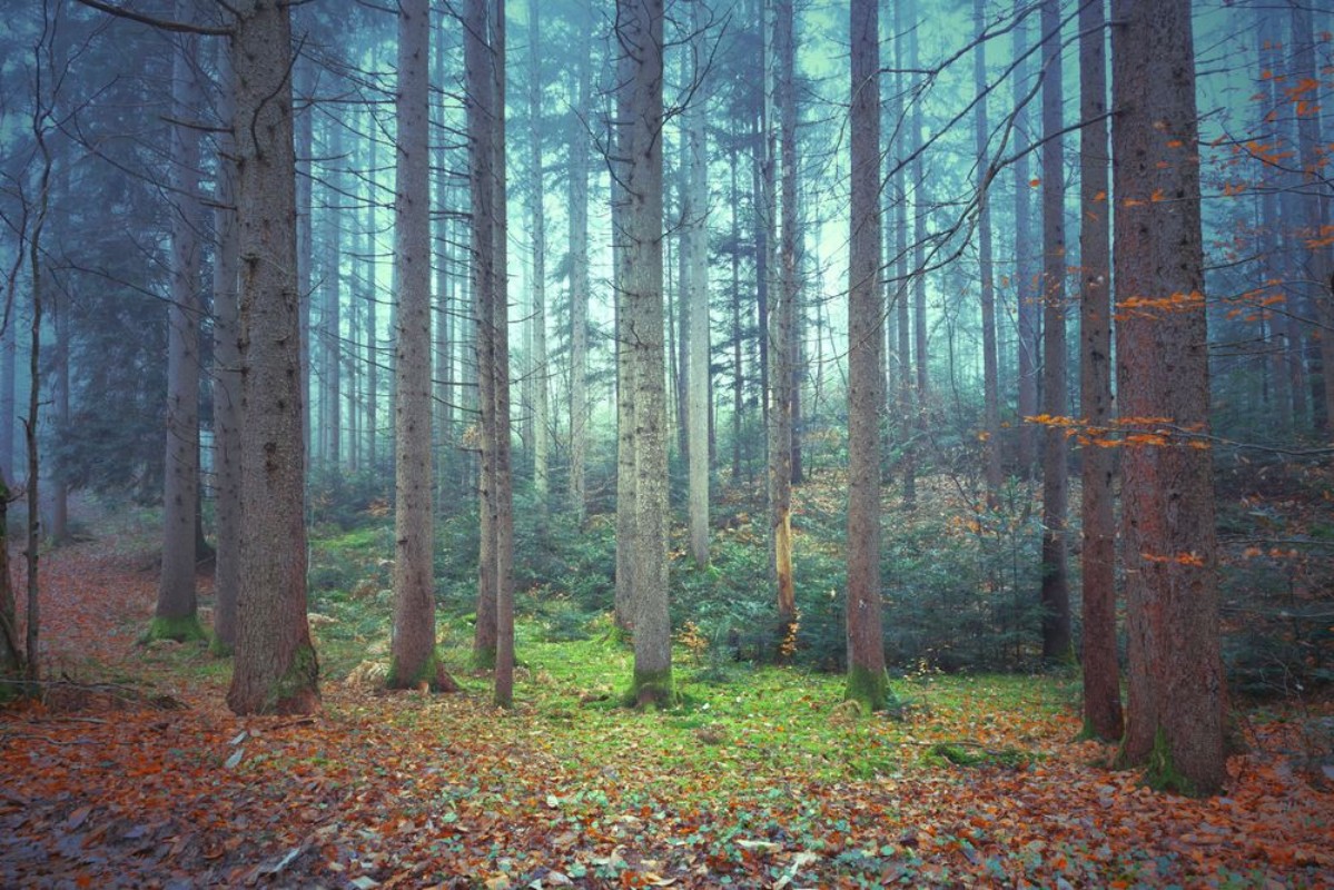 Picture of Beautiful colorful autumnal coniferous forest trees Picture was taken in south east Slovenia
