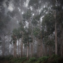 Bild von Eukalyptuswald im Nebel