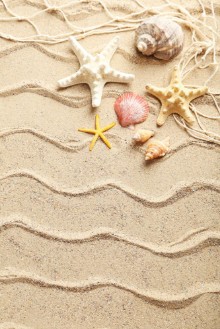 Afbeeldingen van Sea shells on a beach sand