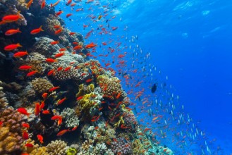 Image de Underwater coral reef