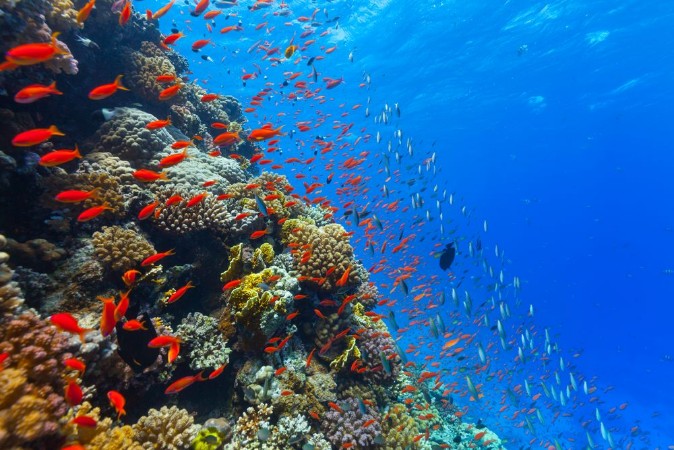 Picture of Underwater coral reef