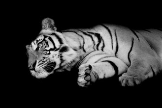 Imagen de Black White Tiger