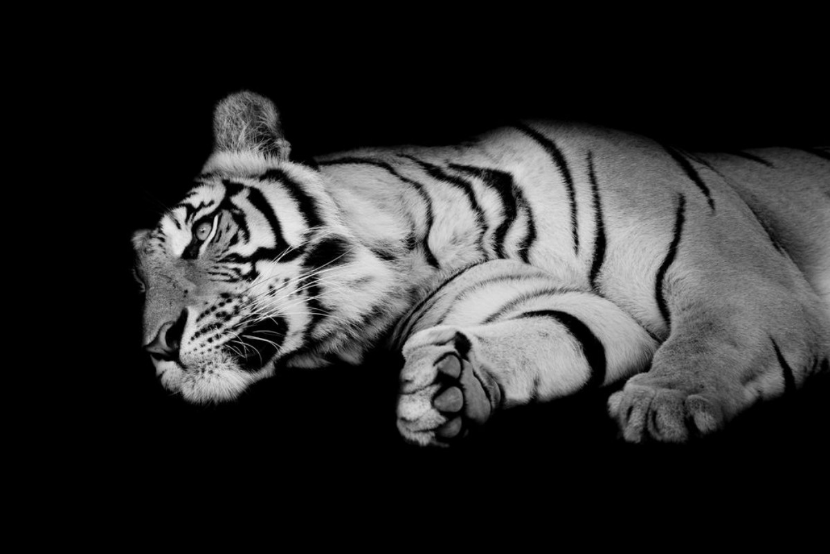 Picture of Black White Tiger
