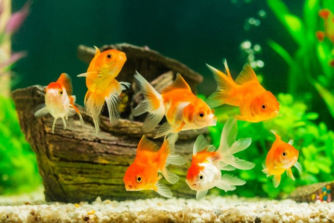 Picture of Goldfish in aquarium with green plants