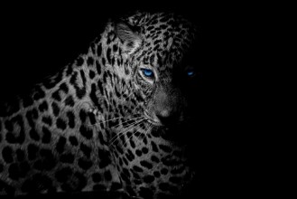Bild von Black  white Leopard portrait isolate on black background