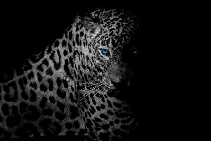 Image de Black  white Leopard portrait isolate on black background