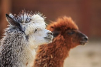 Picture of Alpaca