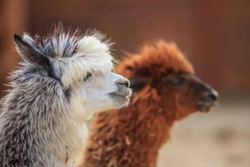 Afbeeldingen van Alpaca