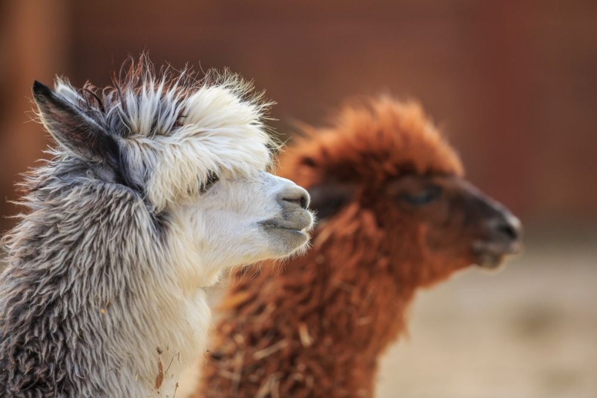 Picture of Alpaca