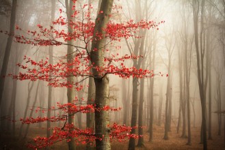 Immagine di Red tree in misty forest