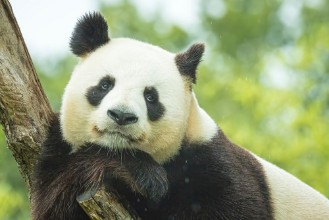 Image de Panda Portrait