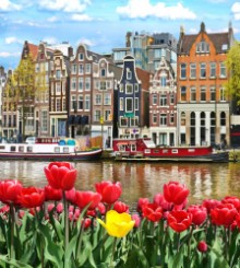 Attēls Amsterdam Tulips