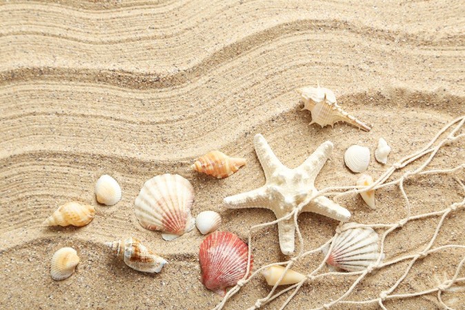 Picture of Sea shells on a beach sand