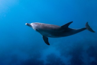 Bild von Dolphin Looking Up