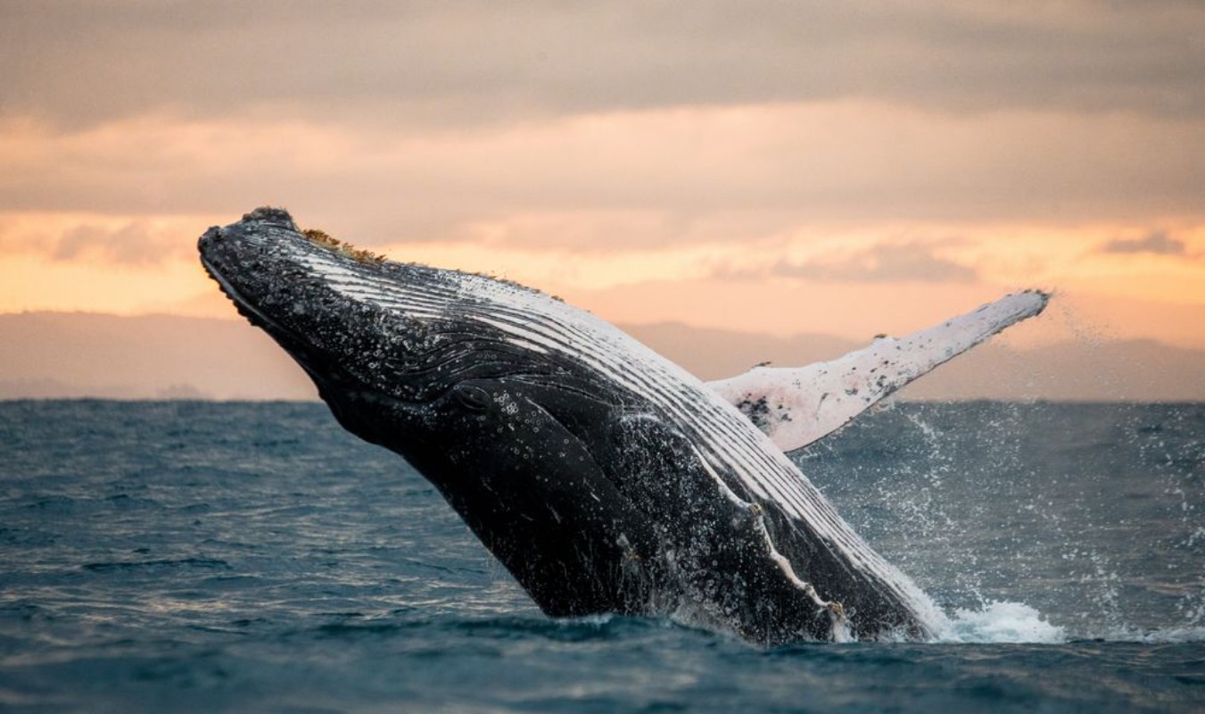 Picture of Jumping humpback whale