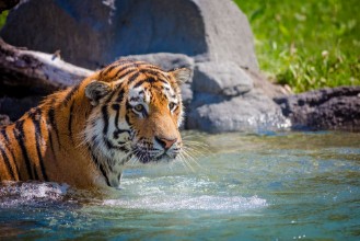 Image de Tiger