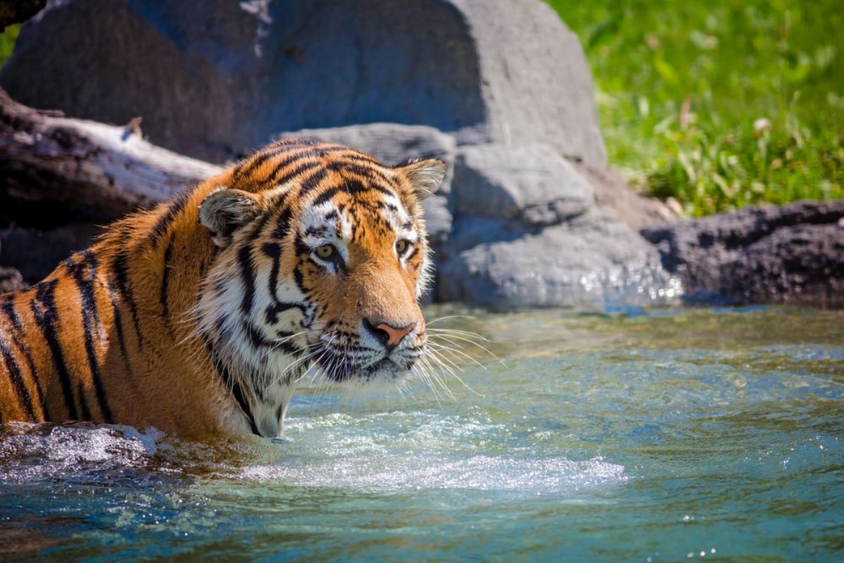 Image de Tiger