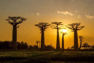 Bild von Evening in Baobab avenue