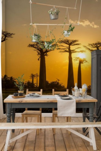 Afbeeldingen van Evening in Baobab avenue