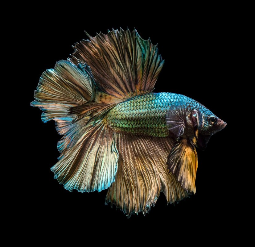 Picture of Capture the moving moment of golden copper siamese fighting fish