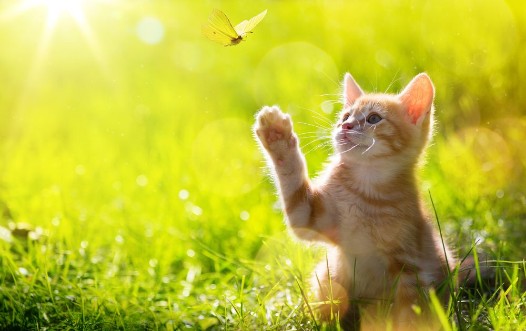 Picture of Art Young cat  kitten hunting a ladybug with Back Lit