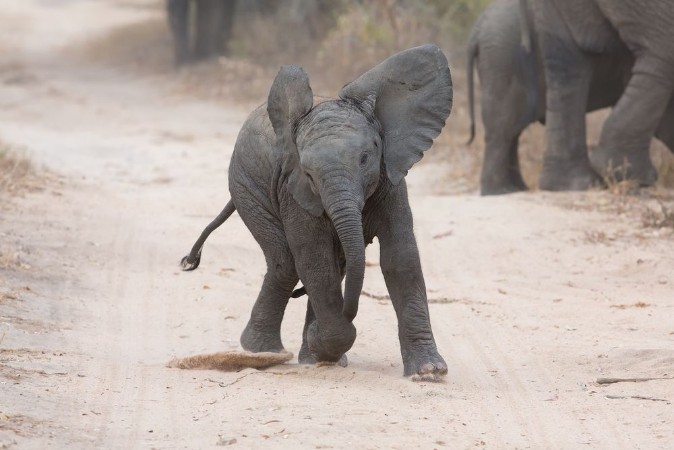 Image de Young elephant play on a road and family feed nearby
