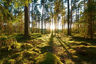 Ritratt ta’ Sunrise in pine forest