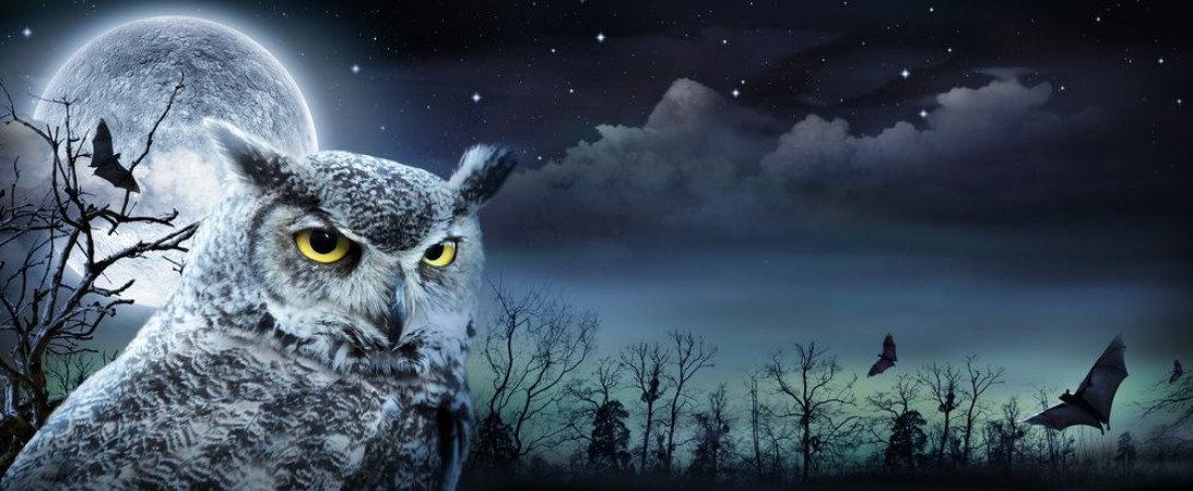 Attēls Halloween Scene With Owl And Full Moon