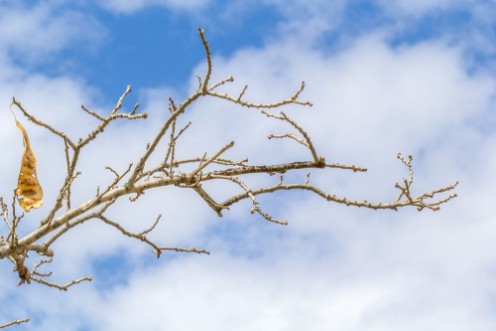 Image de Branche de bois noir sur fond de ciel nuageux 