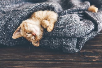 Снимка на Gigner kitten sleeping