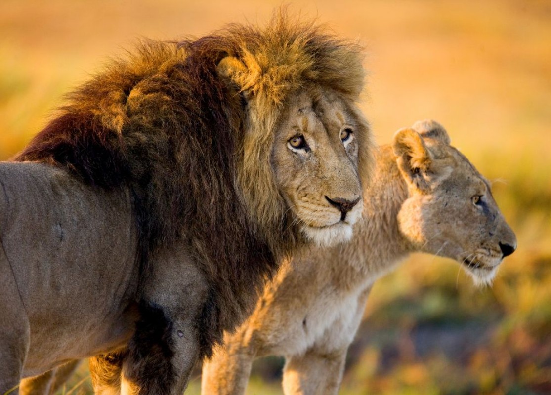 Picture of Lion and lioness in the savannah Zambia