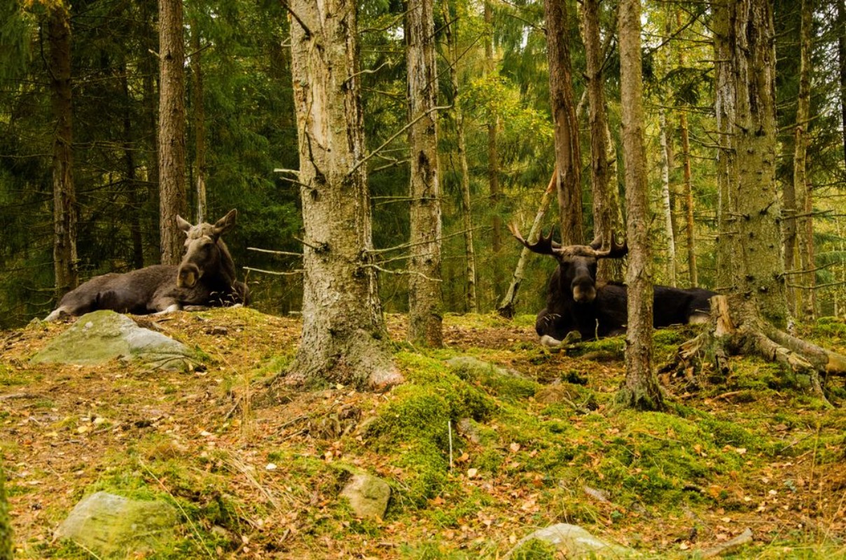 Afbeeldingen van Elche im Safaripark