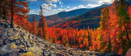 Picture of Birch trees on the rocks