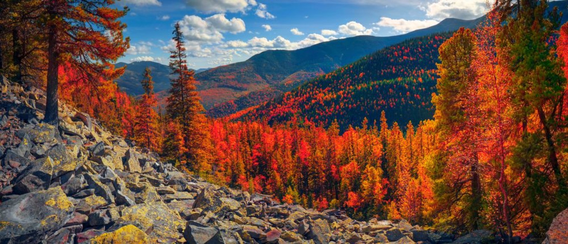 Picture of Birch trees on the rocks