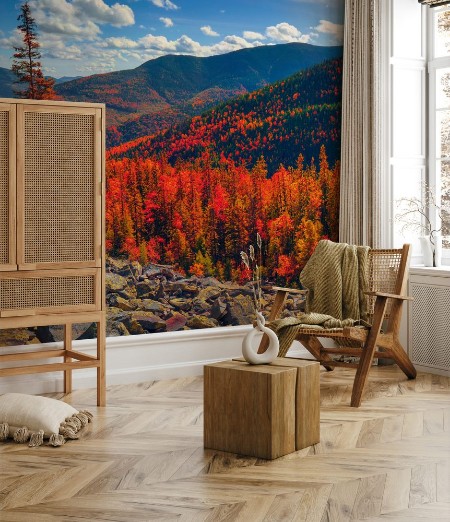 Picture of Birch trees on the rocks