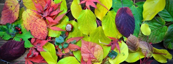 Picture of Chesnut