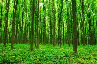 Immagine di Forest green