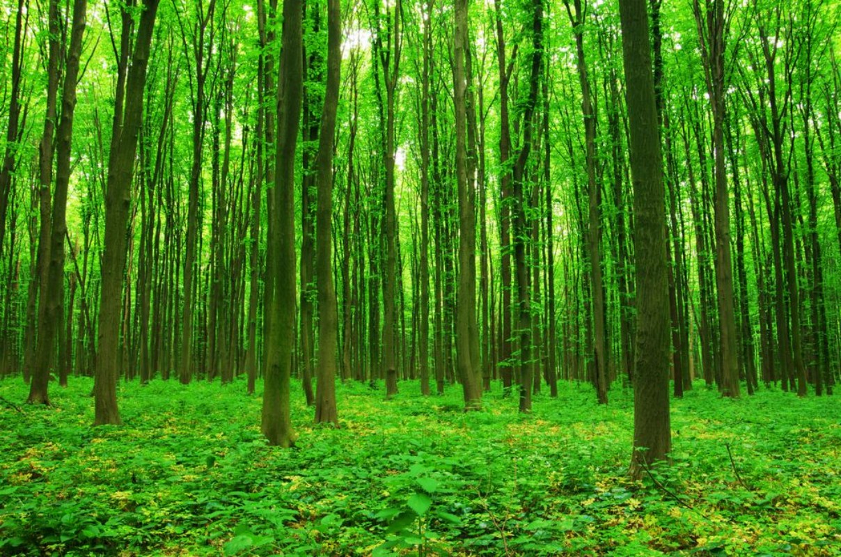 Picture of Forest green