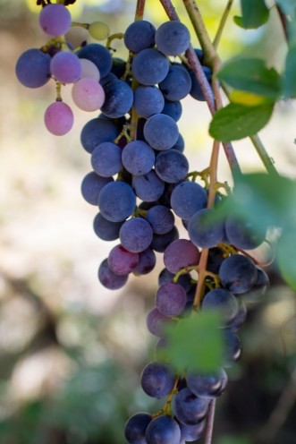 Image de Grape