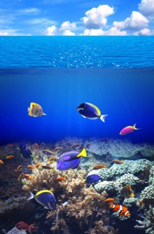 Imagem de Underwater scene with tropical fish