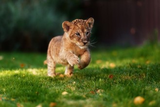 Εικόνα της Young lion cub in the wild