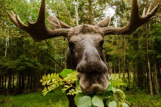 Obrázek Elch im Wald