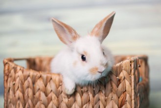 Image de Curious Baby Bunny