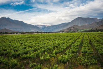 Picture of Spring Vineyard Elqui Valley Andes Chile