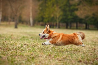 Poza cu Dog breed Welsh Corgi Pembroke
