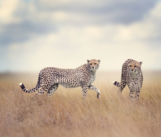 Obrázek Two Cheetahs Walking