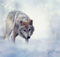 Bild von Wolf In Winter Time